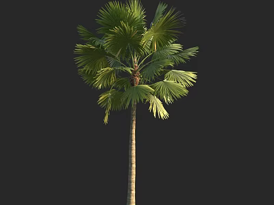 Tropical Palm Tree With Slender Trunk And Fan Shaped Green Leaves 3d model