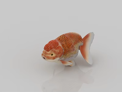 Realistic Orange Goldfish 3D Model with Detailed Scales and Fins on White Background 3d model