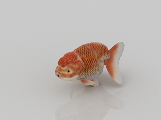 goldfish ornamental fish pet fish koi carp crucian carp red carp 3d model