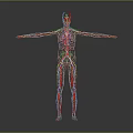 3D Human Body Model Displaying Internal Organs Hair Structure Blood Vessels And Skeleton