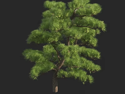 Lush Arbor Pine Tree With Green Foliage And Brown Trunk In Natural Shape 3d model