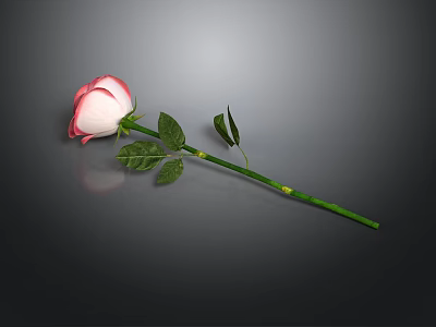 Beautiful Pink and White Rose with Green Stem and Fresh Leaves on Dark Background 3d model