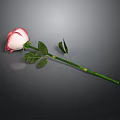 Beautiful Pink and White Rose with Green Stem and Fresh Leaves on Dark Background