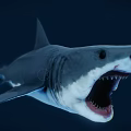 Gray And White Shark With Open Mouth Sharp Teeth Swimming In Deep Blue Water