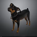 Small Black and Tan Dog Standing with Collar on Dark Background