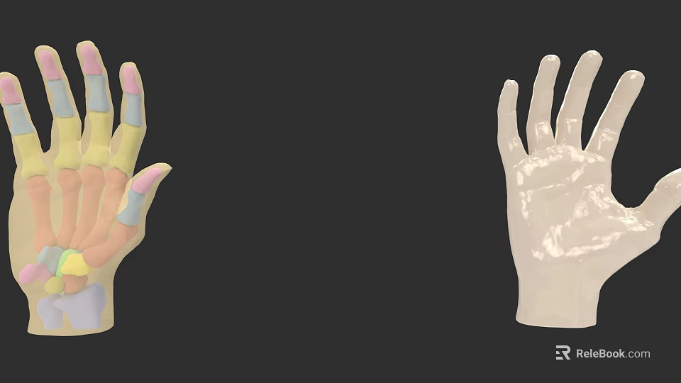 Anatomical Hand Model With Color Coded Structures And 3D Rendering Details 3d model 
