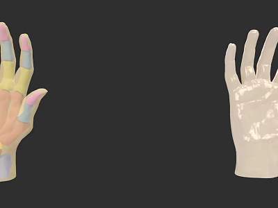 Anatomical Hand Model With Color Coded Structures And 3D Rendering Details 3d model