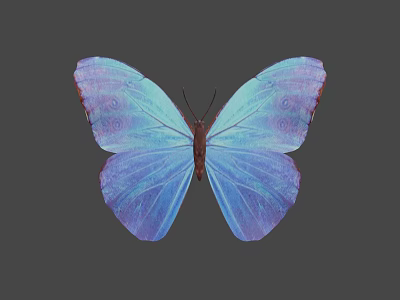 Beautiful Blue Purple Gradient Butterfly With Intricate Wing Patterns On Gray Background 3d model