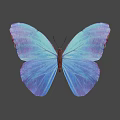 Beautiful Blue Purple Gradient Butterfly With Intricate Wing Patterns On Gray Background 3d model