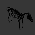 Artistic Animal Skeleton Display With Detailed Structure On Green Geometric Background