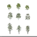 Various Arbor Tree Forms and Heights with Human Figure Scale Reference 3d model