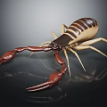 Brown and Beige Scorpion With Large Claws Tail And Reflection On Shiny Surface 3d model