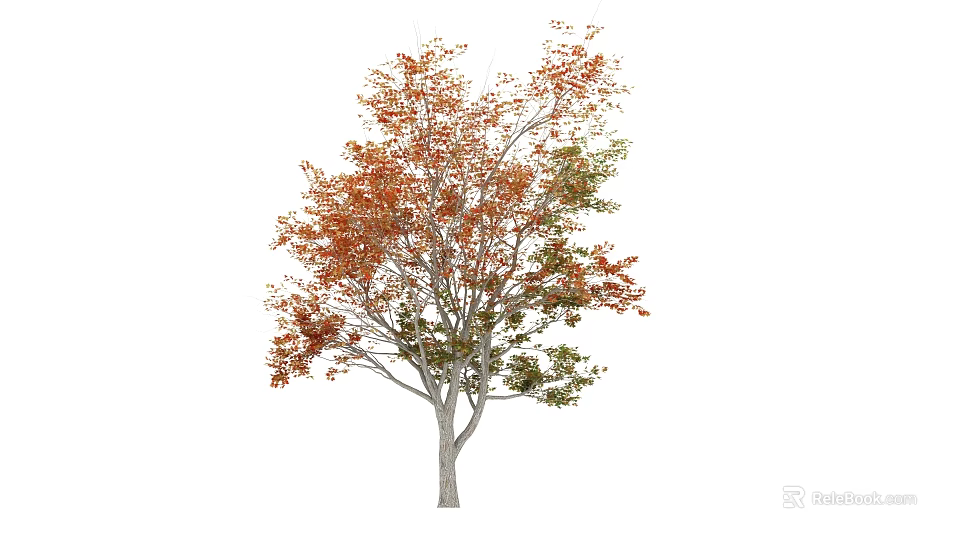 Autumn Tree With Orange And Green Leaves Standing Isolated On White Background 3d model 