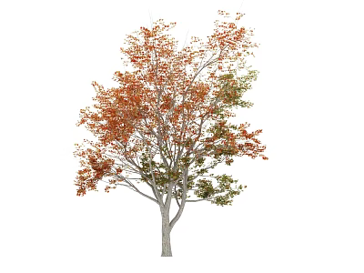 Autumn Tree With Orange And Green Leaves Standing Isolated On White Background 3d model