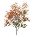 Autumn Tree With Orange And Green Leaves Standing Isolated On White Background