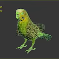 Colorful Budgerigar With Yellow Head Green Body And Blue Tail On Black Reflective Background