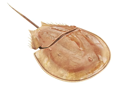 Horseshoe Crab Aquatic Animal With Brown Rounded Carapace And Long Tail Spine 3d model