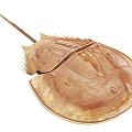 Horseshoe Crab Aquatic Animal With Brown Rounded Carapace And Long Tail Spine