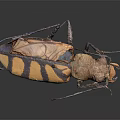 Yellow And Black Striped Beetle With Large Mandibles And Antennae On Dark Background