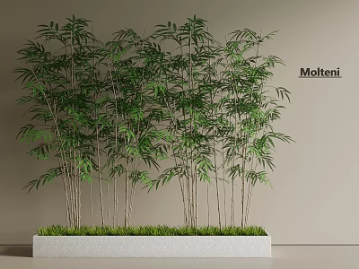 Molteni Modern Bamboo Plants Interior In Rectangular Concrete Planter With Green Grass 3d model