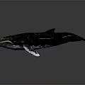 Whale Model In Swimming Pose With White Fin Tips On Dark Background 3d model