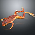 Orange Red Spotted Frog With Stretched Limbs And Reflection On Dark Background
