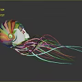 Nautilus With Orange And White Spiral Shell And Silver Tentacles On Dark Background