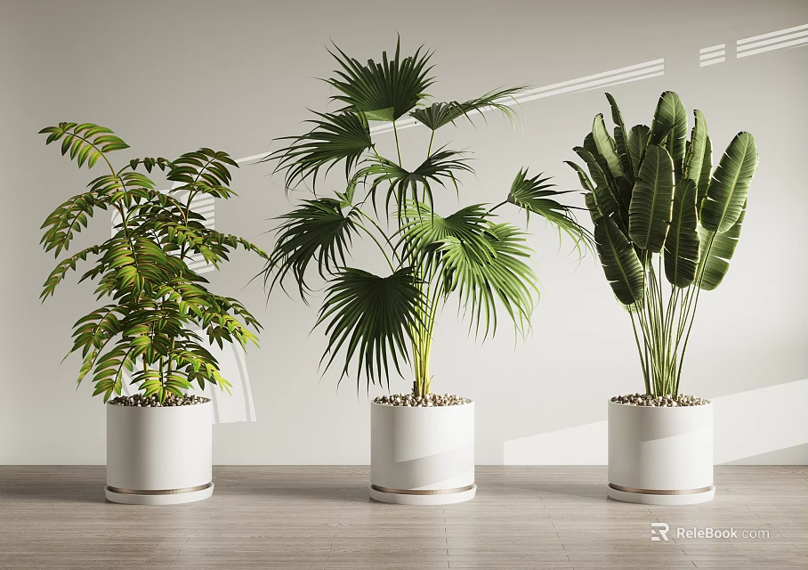 Indoor Potted Plants In White Pots With Green Leaves On Wooden Floor 3d model 