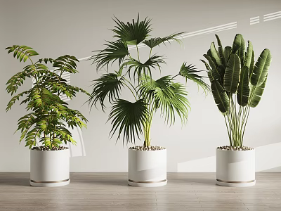 Indoor Potted Plants In White Pots With Green Leaves On Wooden Floor 3d model