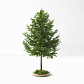 Lush Green Arbor With Dense Foliage And Potted Base For Indoor Decoration