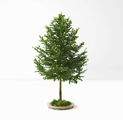 Lush Green Arbor With Dense Foliage And Potted Base For Indoor Decoration 3d model