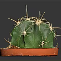 Green Cactus Plant With Yellow Spines In Orange Pot And Soil