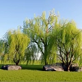 Weeping Willow Plant Combination with Green Grass Large Rocks and Blue Sky