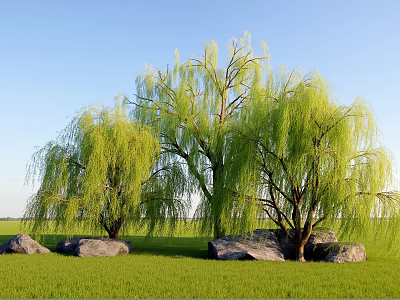 Weeping Willow Plant Combination with Green Grass Large Rocks and Blue Sky 3d model