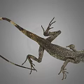 Brown Gray Lizard With Long Tail Scaly Skin And Extended Limbs On Gray Background