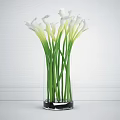 White Calla Lilies In Transparent Vase With Green Stems Against White Wall