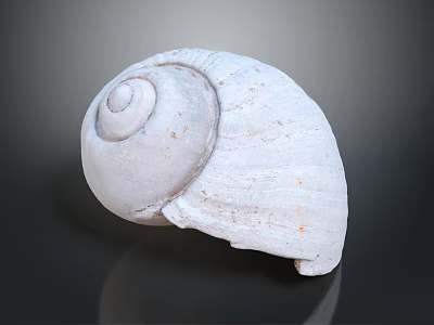 Aquatic Animal Shell With White Spiral Shape And Textured Surface 3d model