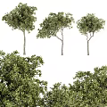 Garden Decor Features With Three Trees In Various Shapes And Lush Green Shrubs