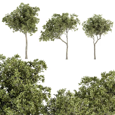 Garden Decor Features With Three Trees In Various Shapes And Lush Green Shrubs 3d model