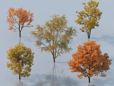 Various Colorful Arbor Trees with Orange Yellow Green Foliage and Smooth Surface Reflections 3d model