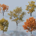 Various Colorful Arbor Trees with Orange Yellow Green Foliage and Smooth Surface Reflections