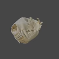 Highly Detailed Animal Skull Anatomical Model From Sure Lab Scientific Research