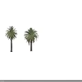 Tall Palm Trees With Lush Green Fronds And Sturdy Gray Trunks In View