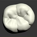 Dental Medical Device Anatomical Model With White Crown And Yellow Root Structure