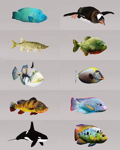 Colorful Aquatic Animals Showcasing Different Fish Species With Vibrant Patterns And Forms 3d model