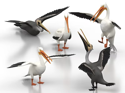 Flying Animals Pelicans With White Gray Feathers Spreading Wings And Standing 3d model