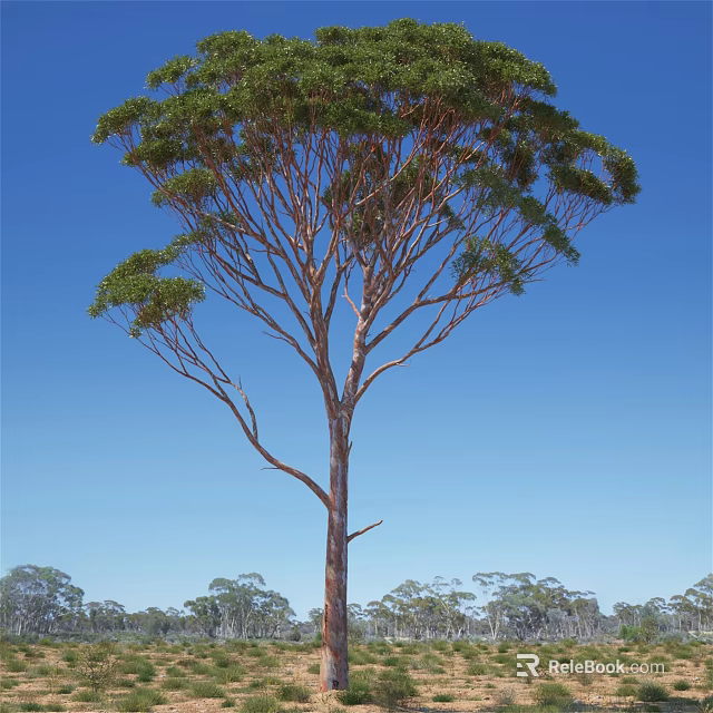 Tall Arbor With Lush Green Foliage And Slender Trunk Against Clear Blue Sky 3d model 