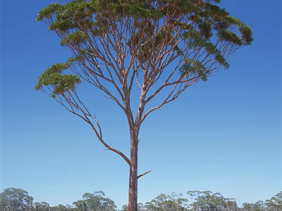 Tall Arbor With Lush Green Foliage And Slender Trunk Against Clear Blue Sky 3d model