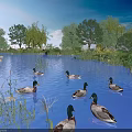 Ducks Swimming In Natural Water With Green Trees And Reflections