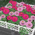 Colorful Garden Flowers In Pink Purple Red With White Lattice Fence And Green Leaves